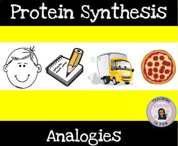Preview of Protein Synthesis (How are proteins made?) Presentation and Analogies