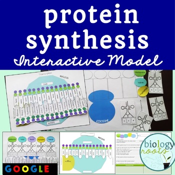 Protein Synthesis Activity- Interactive Model