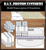 Protein Synthesis Lab | Model Transcription & Translation 