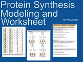 Protein Synthesis Modeling