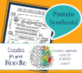 Doodles for Your Noodle: Protein Synthesis Notes Coloring 
