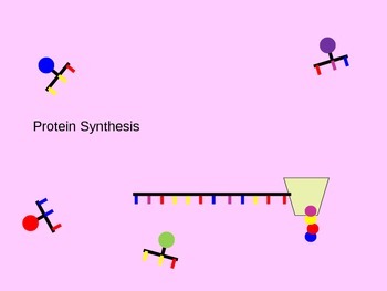 Protein Synthesis (Transcription & Translation) Animated PowerPoint