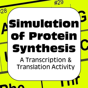 Preview of Protein Synthesis Transcription & Translation Dry Lab Activity