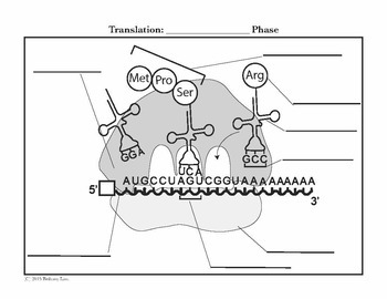 Protein Synthesis Transcription Translation And Replication