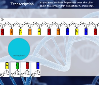 Preview of Protein Synthesis (Transcription and Translation) Manipulative