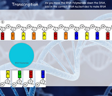 Protein Synthesis (Transcription and Translation) Manipulative
