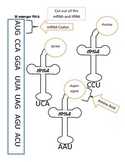 Protein Synthesis Translation Simulation