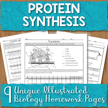 Preview of Protein Synthesis Unit Homework Page Bundle