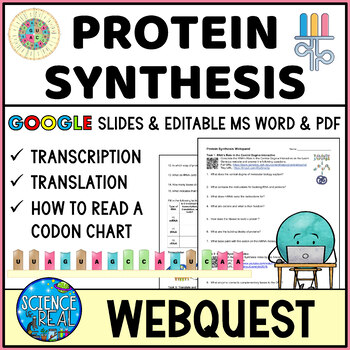 Preview of Protein Synthesis Webquest