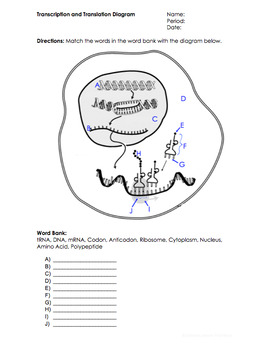 Protein Synthesis Worksheet by Science Lessons That Rock | TpT
