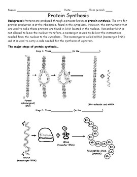 how to do protein synthesis worksheet