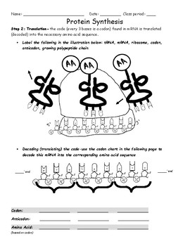 Protein Synthesis Worksheet by ActiveLearning | Teachers Pay Teachers