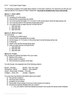 Preview of Protein Synthesis and Genetic Disease Poster Project