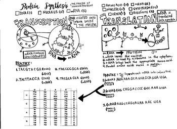 Preview of Protein Synthesis coloring sheet transcription translation
