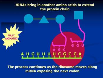 Preview of Protein synthesis  interactive PowerPoint  animation : Teachers edition