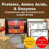 Proteins, Amino Acids, And Enzymes PowerPoint and Modified