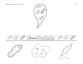 Protist Brochure (A Protozoa Paper-Fold Activity)  Sf-1