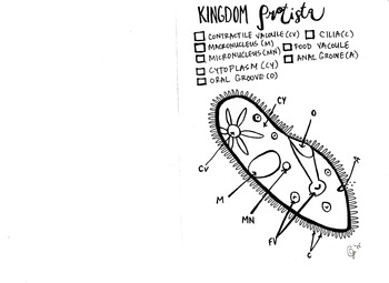 Preview of Protist Kingdom Coloring Sheet