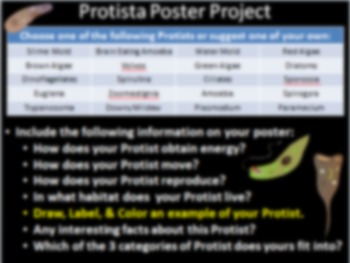 Preview of Protist Poster Project (No Prep Activity!)