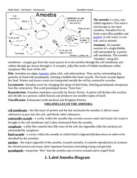 Preview of Protists Anatomies and Basics