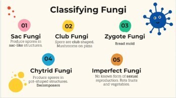 club fungi life cycle