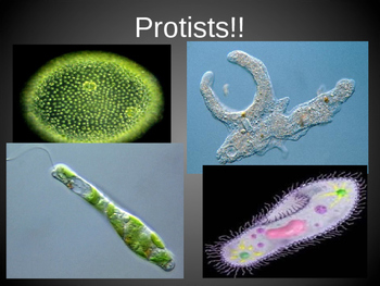 Preview of Protists Powerpoint