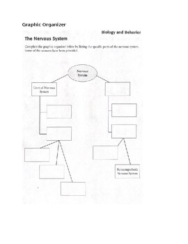 Preview of Psychology - Biology and Behavior - The Nervous System - Graphic Organizer