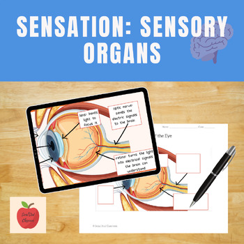 Preview of Psychology Lesson- Sensation, How Sensory Organs Work
