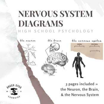 Preview of Psychology Nervous System Diagram Worksheets/Notebook Pages