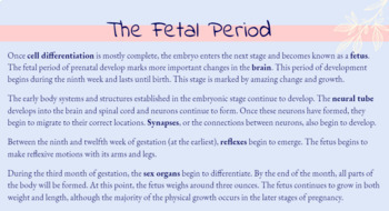 Prenatal Development  Introduction to Psychology