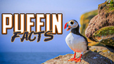 Puffin Quiz!