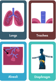 Preview of Pulmonary (Respiratory) System Anatomy Cards- Word Wall