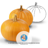 Pumpkin Clip Art for your Teachers Pay Teachers Resources