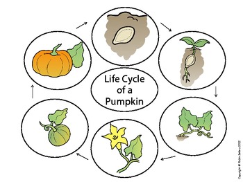 Pumpkin Craft: Life Cycle of a Pumpkin Craftivity by Robin Sellers