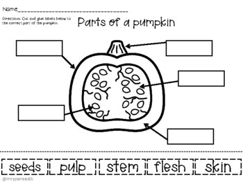 Pumpkin LIfe Cycle by MrsPoncesTk | Teachers Pay Teachers