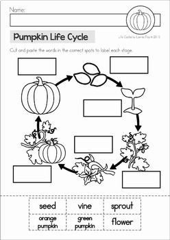 Pumpkin Life Cycle By Lavinia Pop Teachers Pay Teachers