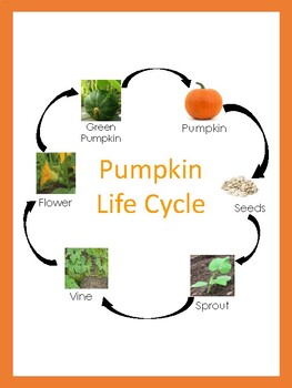 Preview of Pumpkin Life Cycle