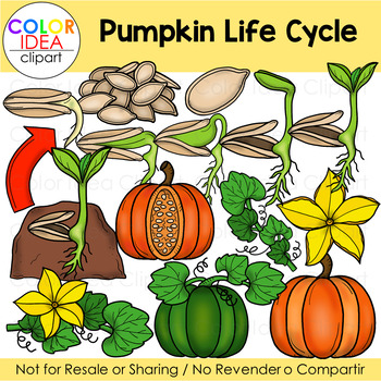 Preview of Pumpkin Life Cycle