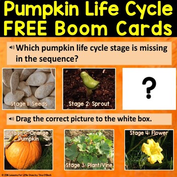 Preview of Pumpkin Life Cycle Boom Cards Free Life Cycle of a Pumpkin Distance Learning