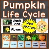 Pumpkin Life Cycle Cards, Craft, Poster, & Printables with