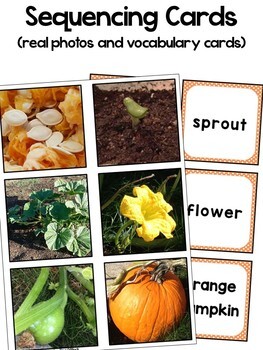 Pumpkin Life Cycle Cards, Craft, Poster, & Printables with Real Photographs