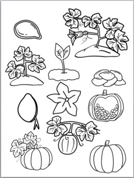 Pumpkin Life Cycle Clip Art by Sticky Foot Studio | TpT