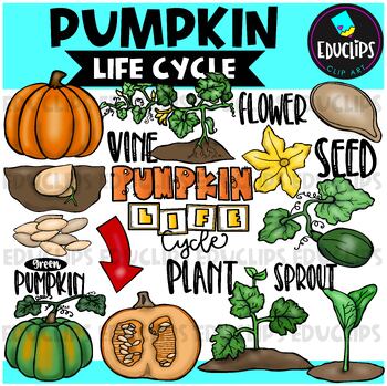 Preview of Pumpkin Life Cycle Clip Art Set {Educlips Clipart}