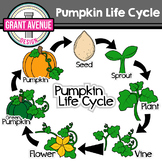 Pumpkin Life Cycle Clipart