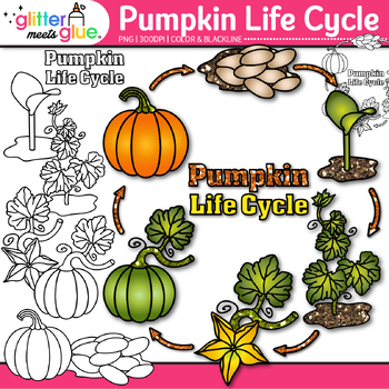 Preview of Pumpkin Life Cycle Clipart: Plant Diagram Clip Art, Black & White PNG, Comm. Use