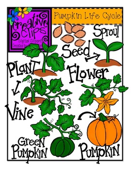 Preview of Pumpkin Life Cycle {Creative Clips Digital Clipart}