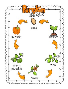 Pumpkin Life Cycle Poster by Enchanting Little Minds | TpT