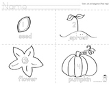 Pumpkin Life Cycle Sequencing