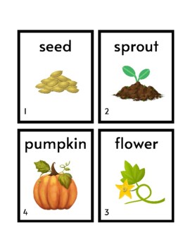 Pumpkin Life Cycle Sequencing Activity by Acorns to Oaks Preschool ...