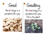Pumpkin Life Cycle Vocabulary Cards